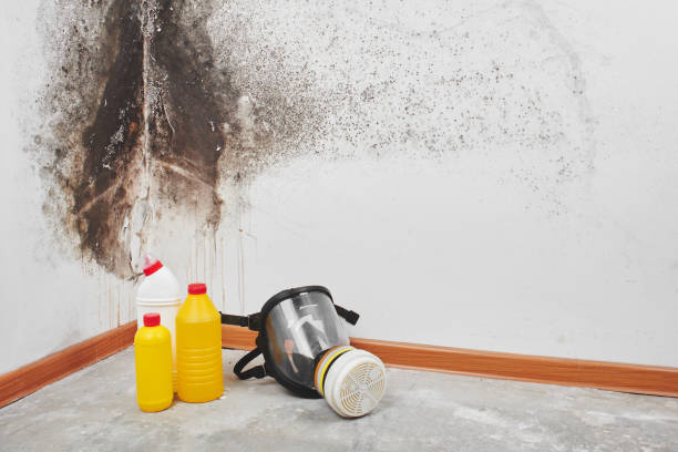 Best Basement Mold Remediation in Lees Summit, MO