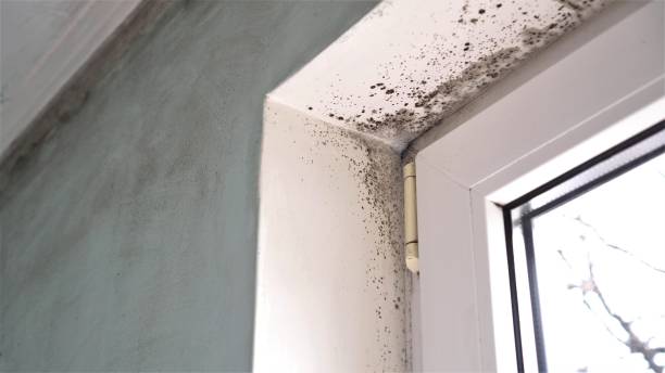 Best Black Mold Remediation in Lees Summit, MO