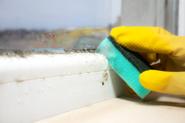 Best DIY Mold Remediation Support Services in Lees Summit, MO
