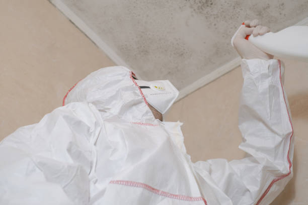 Best Mold Remediation for Specific Building Types in Lees Summit, MO